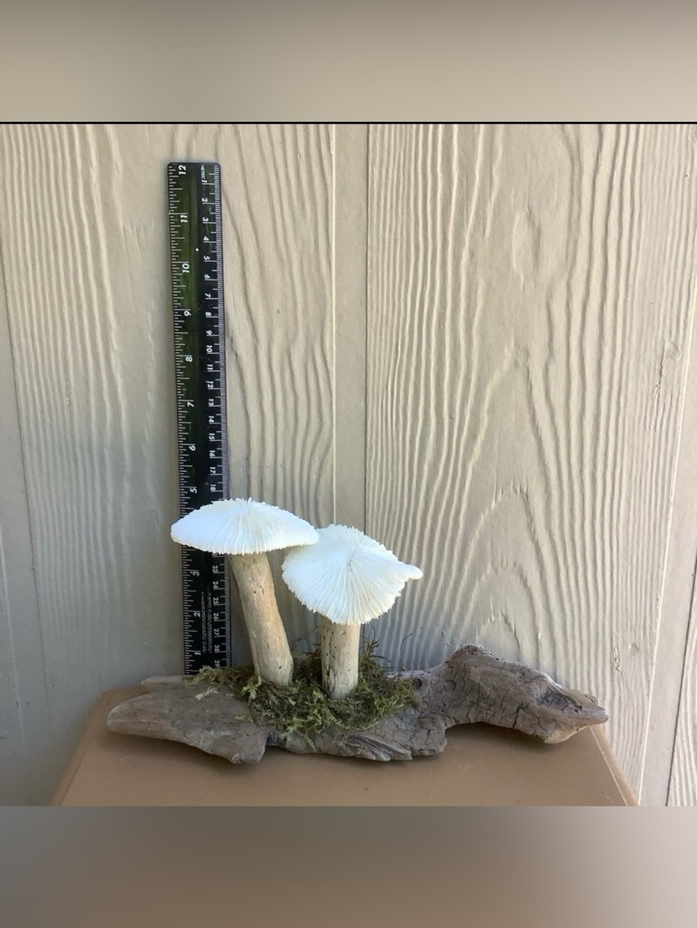 Driftwood Art, Driftwood and Coral Mushrooms, Mushroom Art, Coastal Art - Picture 8 of 8
